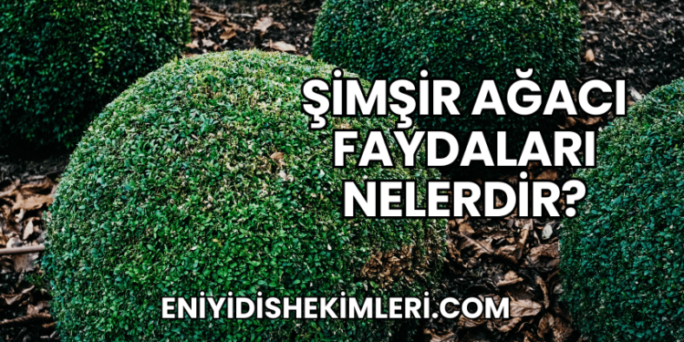 Şimşir Ağacı Faydaları Nelerdir?