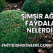 Şimşir Ağacı Faydaları Nelerdir?
