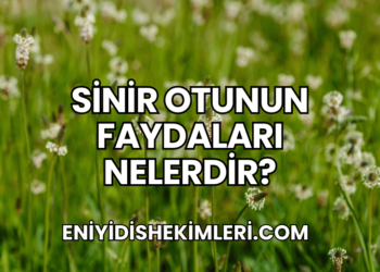 Sinir Otunun Faydaları Nelerdir?
