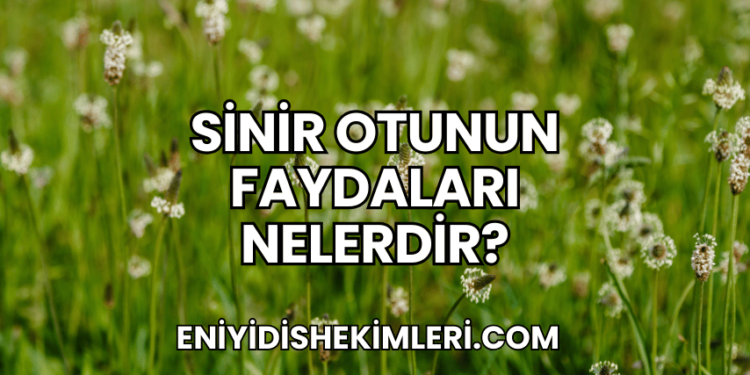 Sinir Otunun Faydaları Nelerdir?