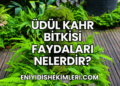 Üdül Kahr Bitkisi Faydaları Nelerdir?