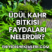 Üdül Kahr Bitkisi Faydaları Nelerdir?
