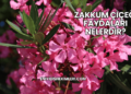 Zakkum Çiçeği Faydaları Nelerdir?