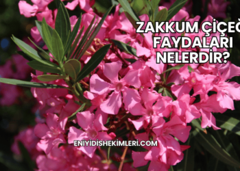 Zakkum Çiçeği Faydaları Nelerdir?