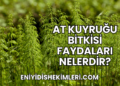 At Kuyruğu Bitkisi Faydaları Nelerdir?