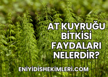 At Kuyruğu Bitkisi Faydaları Nelerdir?