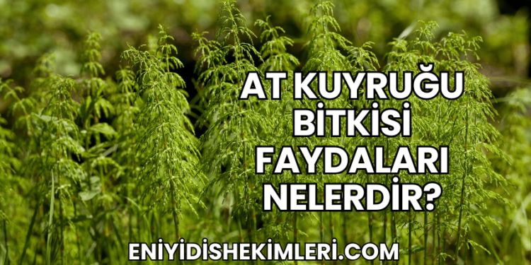 At Kuyruğu Bitkisi Faydaları Nelerdir?
