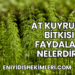 At Kuyruğu Bitkisi Faydaları Nelerdir?