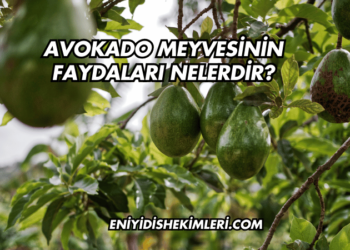 Avokado Meyvesinin Faydaları Nelerdir?