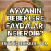 Ayvanın Bebeklere Faydaları Nelerdir?
