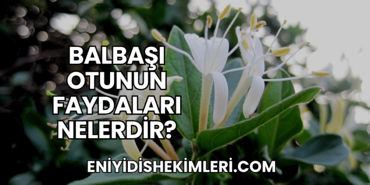 Balbaşı Otunun Faydaları Nelerdir?