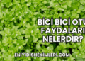 Bici Bici Otu Faydaları Nelerdir?