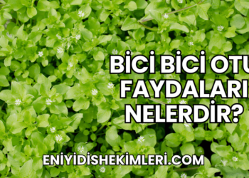 Bici Bici Otu Faydaları Nelerdir?