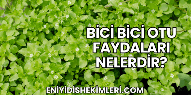 Bici Bici Otu Faydaları Nelerdir?