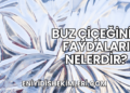 Buz Çiçeğinin Faydaları Nelerdir?