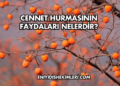 Cennet Hurmasının Faydaları Nelerdir?