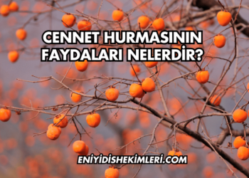 Cennet Hurmasının Faydaları Nelerdir?