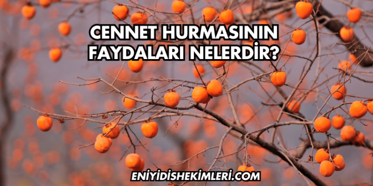 Cennet Hurmasının Faydaları Nelerdir?