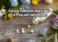 Civan Perçemi Macunu Faydaları Nelerdir?