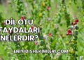 Dil Otu Faydaları Nelerdir?