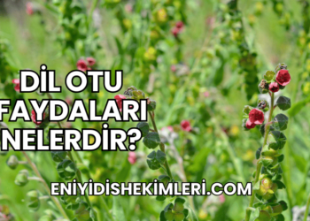 Dil Otu Faydaları Nelerdir?