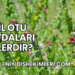 Dil Otu Faydaları Nelerdir?