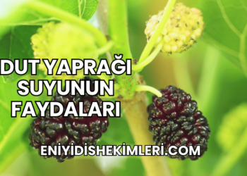 Dut Yaprağı Suyunun Faydaları
