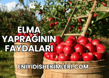 Elma Yaprağının Faydaları