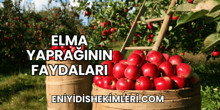 Elma Yaprağının Faydaları