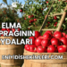 Elma Yaprağının Faydaları