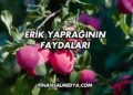 Erik Yaprağının Faydaları