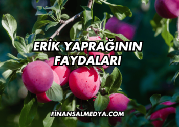 Erik Yaprağının Faydaları