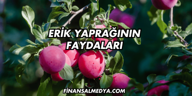 Erik Yaprağının Faydaları