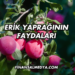 Erik Yaprağının Faydaları