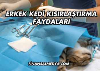 Erkek Kedi Kısırlaştırma Faydaları