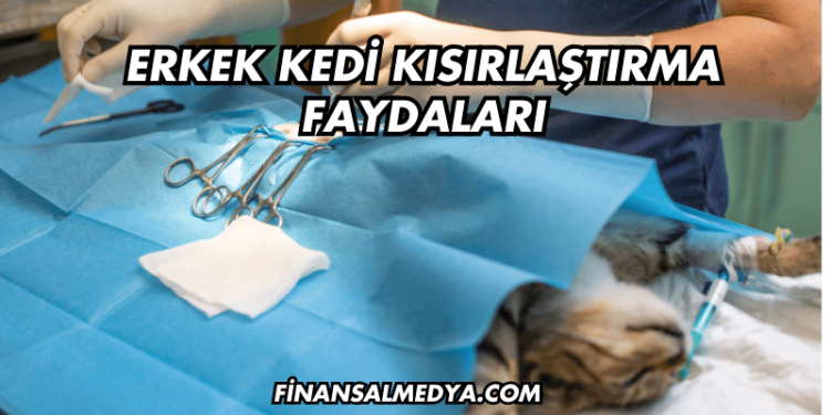 Erkek Kedi Kısırlaştırma Faydaları