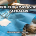 Erkek Kedi Kısırlaştırma Faydaları