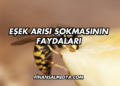 Eşek Arısı Sokmasının Faydaları