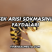 Eşek Arısı Sokmasının Faydaları