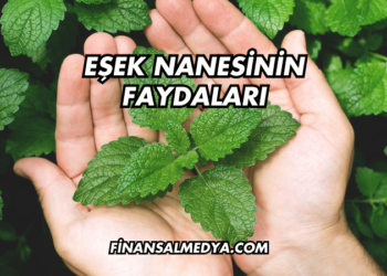 Eşek Nanesinin Faydaları