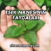 Eşek Nanesinin Faydaları