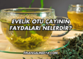 Evelik Otu Çayının Faydaları Nelerdir?