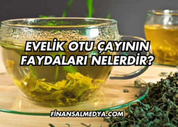 Evelik Otu Çayının Faydaları Nelerdir?
