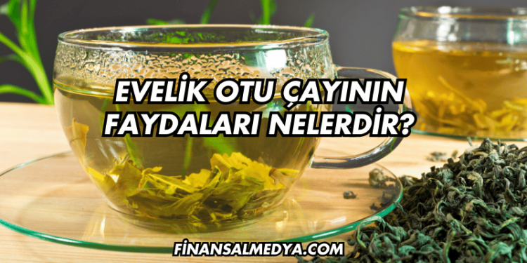 Evelik Otu Çayının Faydaları Nelerdir?