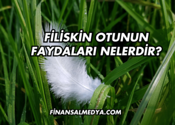 Filiskin Otunun Faydaları Nelerdir?