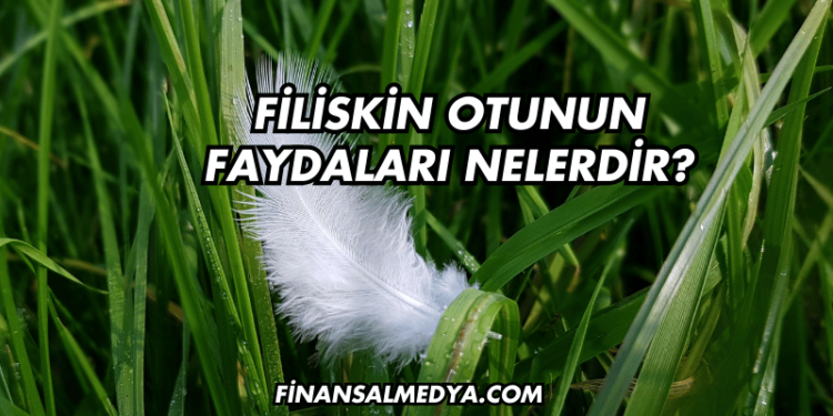 Filiskin Otunun Faydaları Nelerdir?