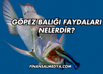 Göpez Balığı Faydaları Nelerdir?