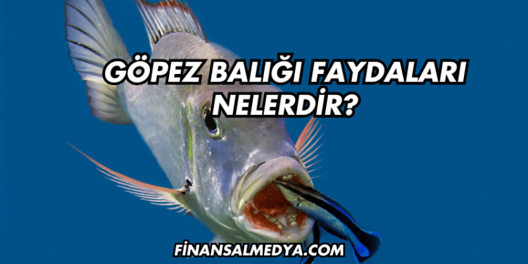 Göpez Balığı Faydaları Nelerdir?