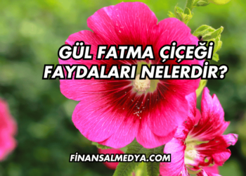 Gül Fatma Çiçeği Faydaları Nelerdir?