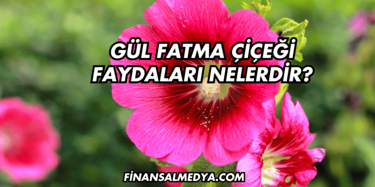 Gül Fatma Çiçeği Faydaları Nelerdir?